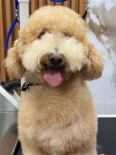 Goldendoodle antes de su servicio de grooming móvil