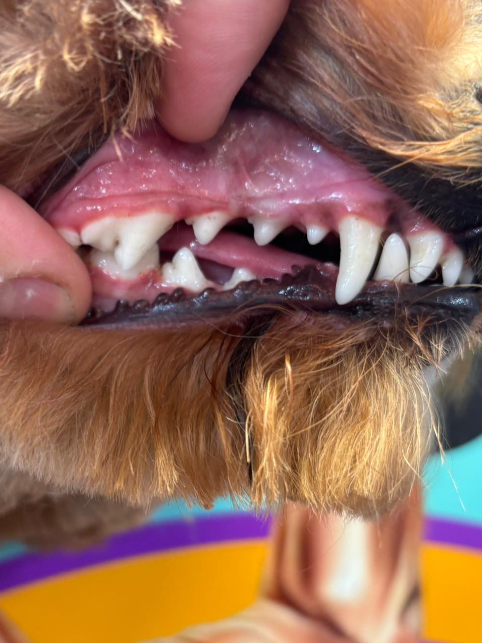 Resultado después de limpieza dental sin anestesia para perros en Miami