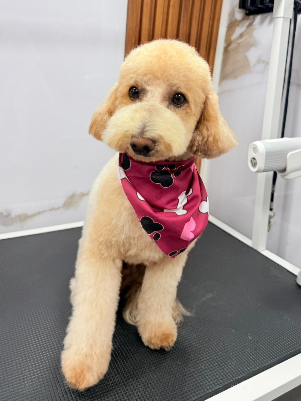 Goldendoodle después del grooming para perros en Miami-Dade