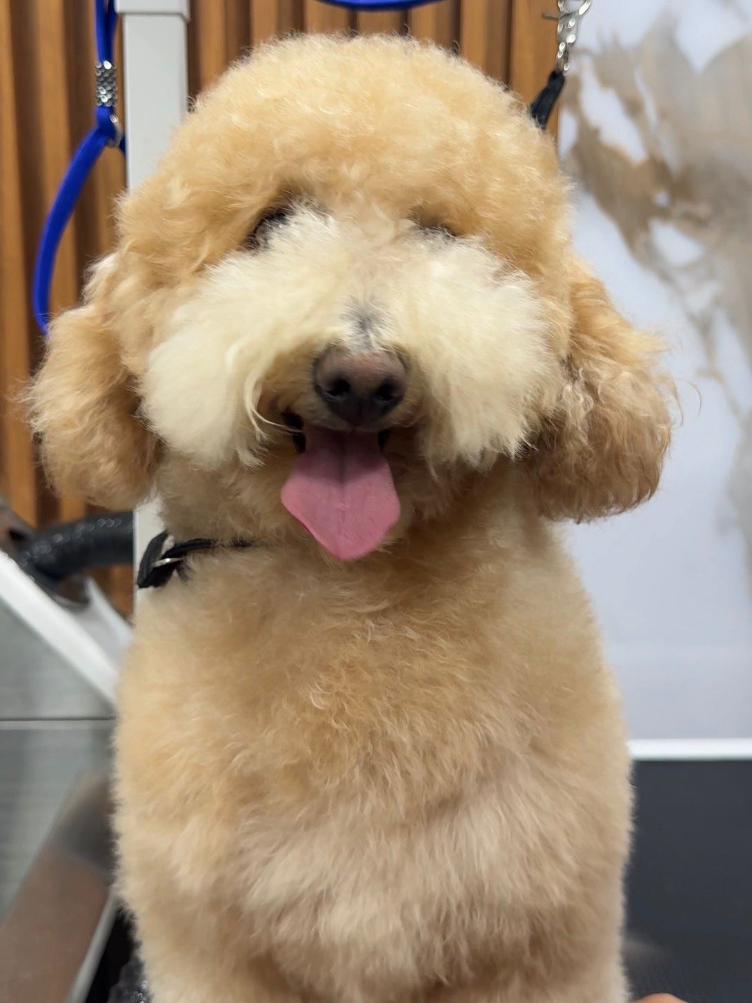 Goldendoodle antes del grooming