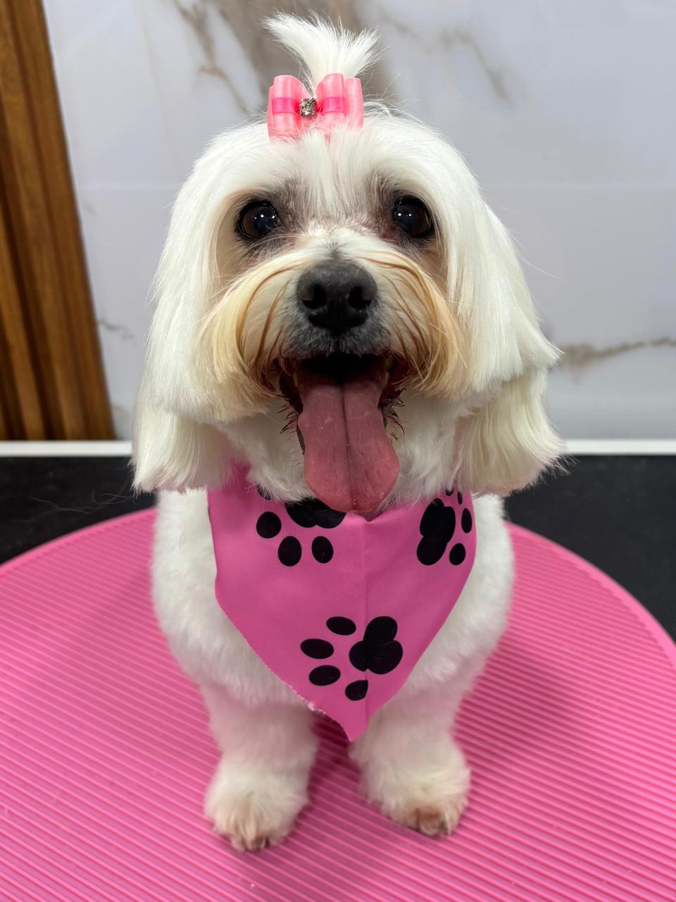 Maltese después del grooming móvil para perros en Miami