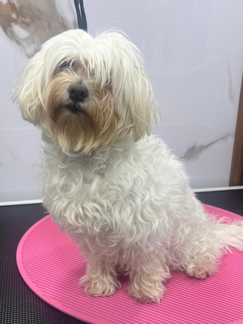 Maltese antes del grooming
