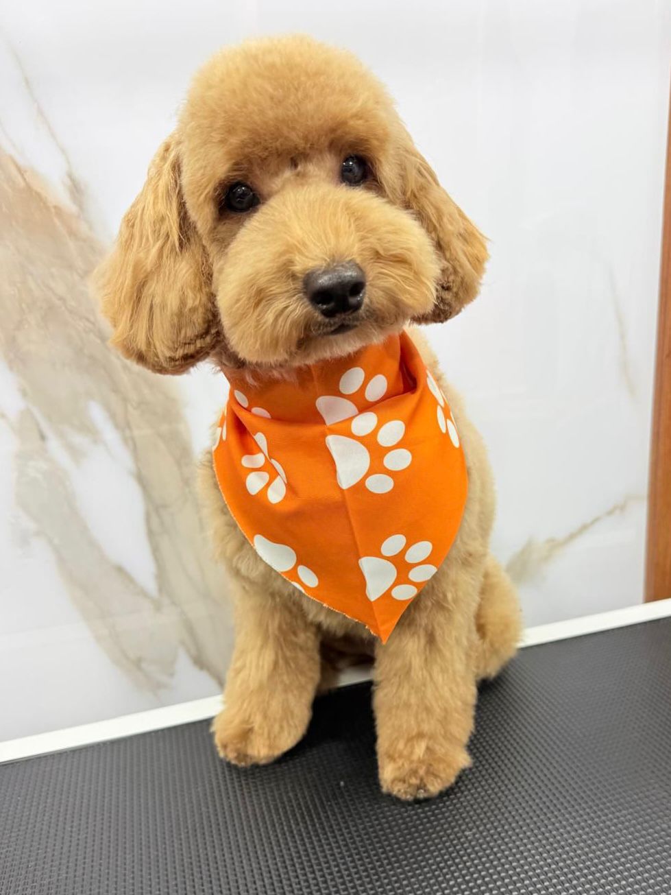 Poodle después del full grooming