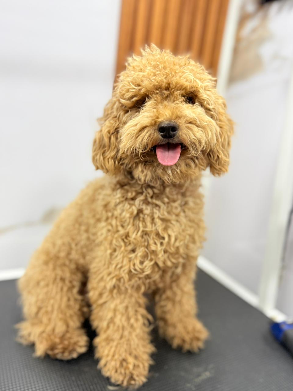 Poodle antes del grooming