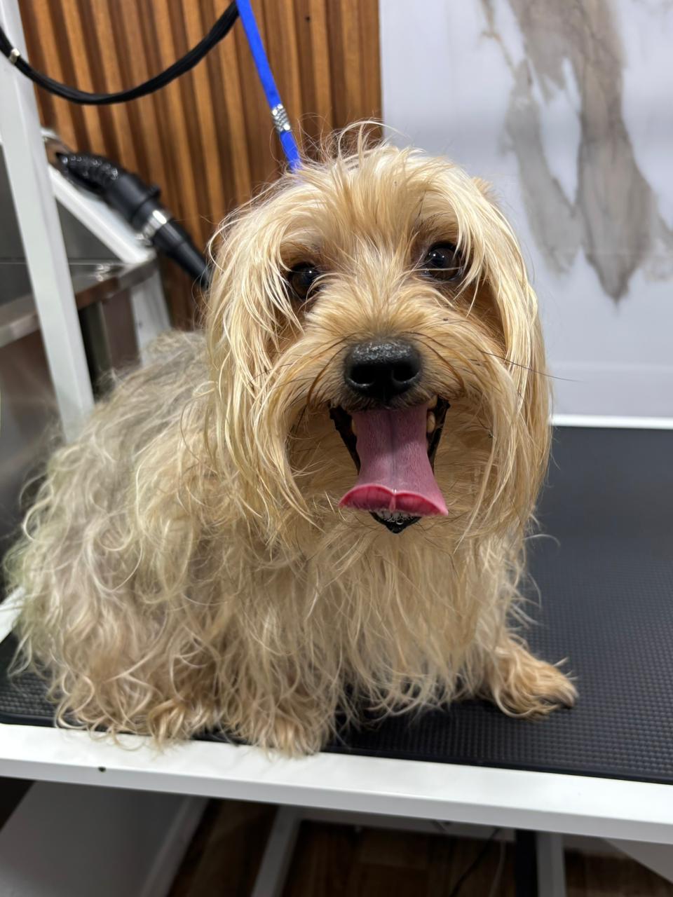 Yorkie antes del grooming