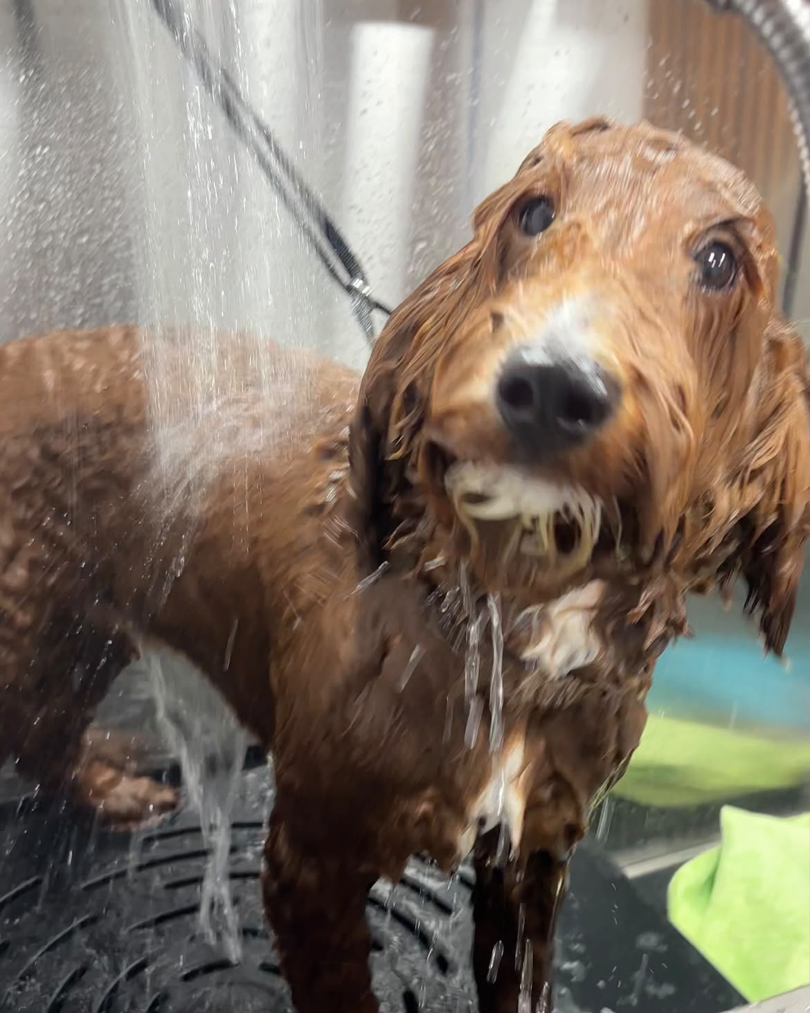 Perro durante su baño