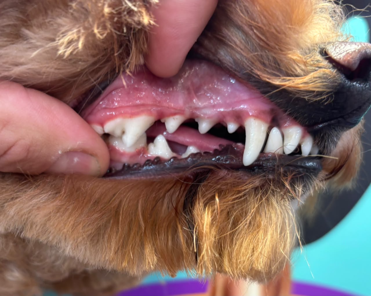 Perro después de la limpieza dental sin anestesia