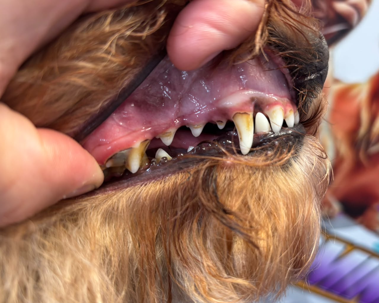 Perro antes de la limpieza dental sin anestesia
