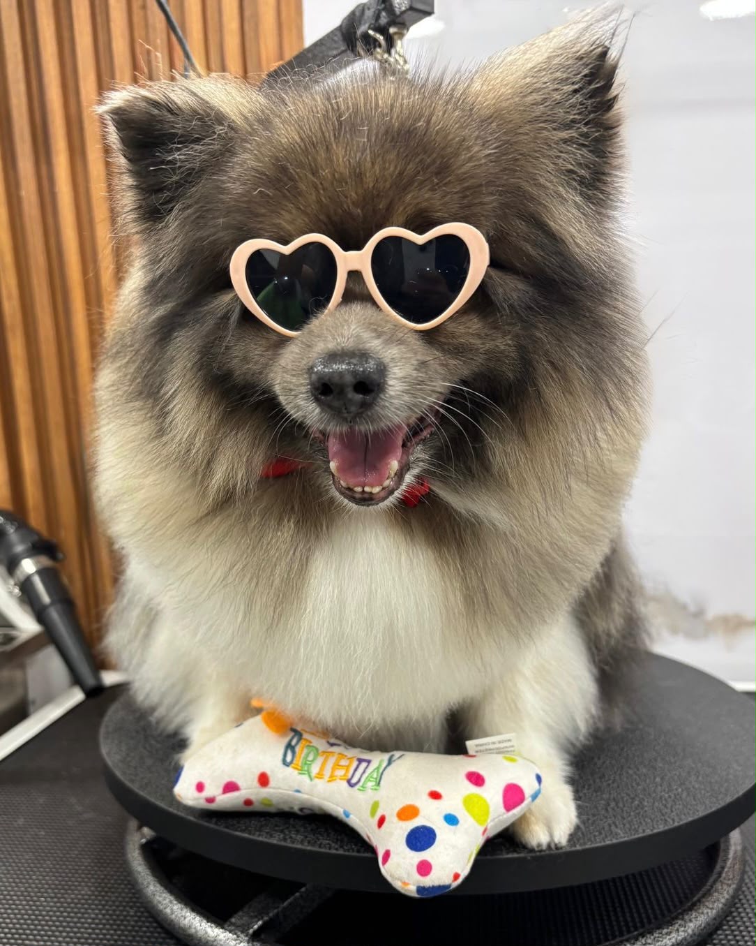Perrito limpio y feliz después del grooming y cuidado dental