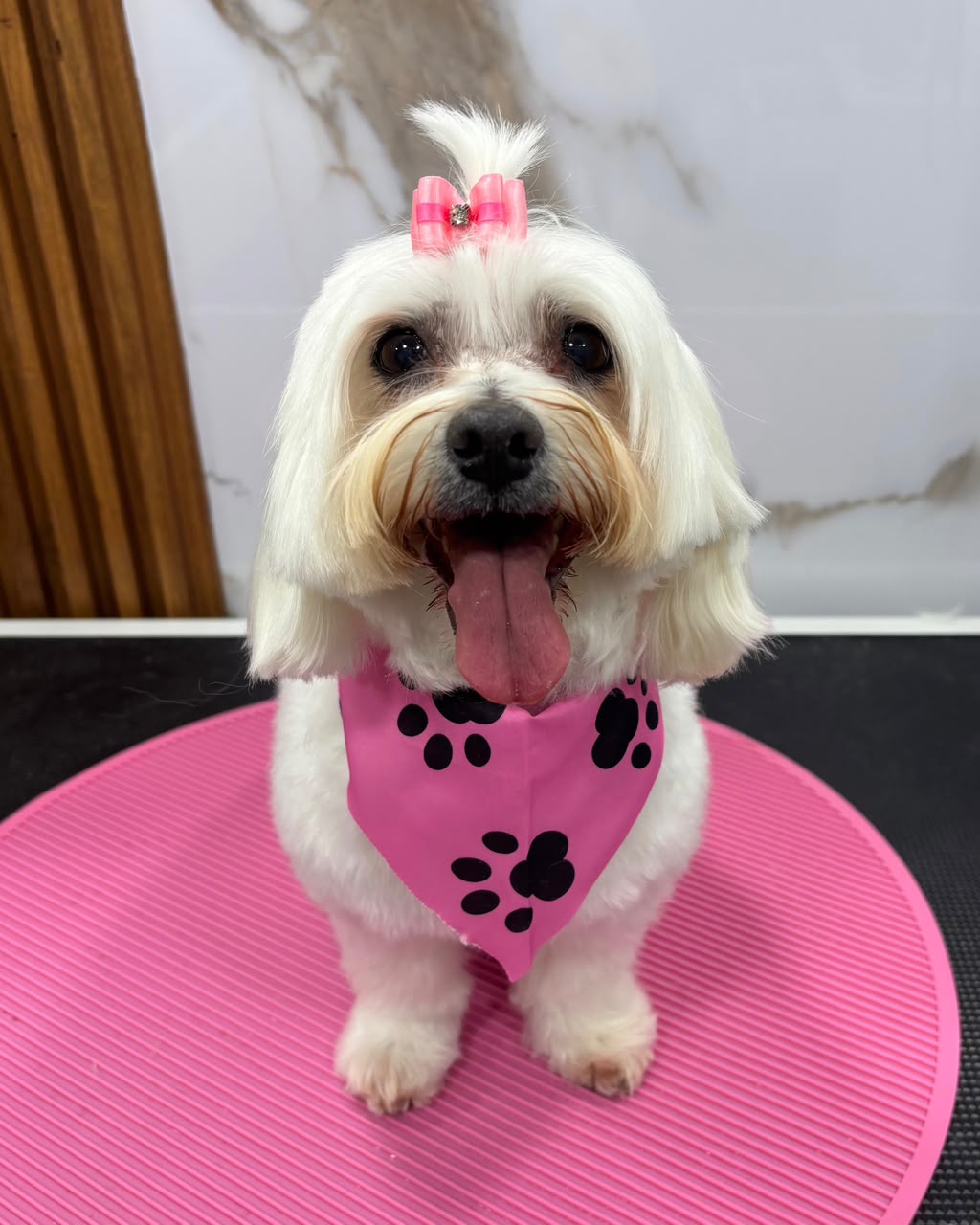 Perro después del grooming