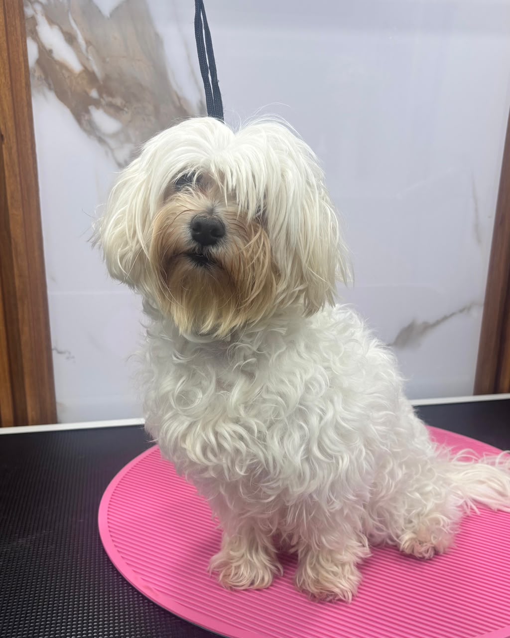 Perro antes del grooming