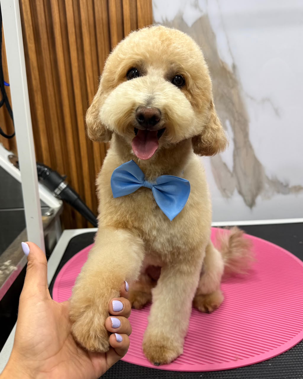 Perro recién arreglado después del grooming móvil